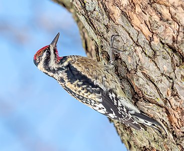 Yellow-bellied sapsucker, by Rhododendrites
