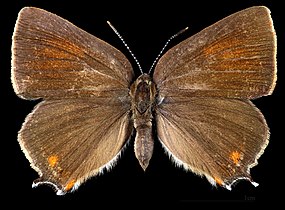 Satyrium spini ♂ MHNT