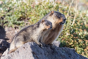 Casal de marmota-de-camecháteca (Marmota camtschatica) em seu habitat no Parque Natural do Sul de Camecháteca, Península de Camecháteca, Rússia. É uma espécie de roedor endêmico do Extremo Oriente russo, mas sua distribuição é descontínua e dividida em três partes principais, cada uma com suas próprias subespécies. A marmota-de-camecháteca vive na tundra ártica e nos habitats alpinos desde o nível do mar até uma altitude de 2 000 m. Dependendo da subpopulação exata, eles hibernam por 6 a 8 meses a cada ano, o que é longo para uma marmota. É uma marmota relativamente pequena (comprimento da cabeça e do corpo c. 39,5–61,5 cm, peso 1,65–5,4 kg) com cauda curta. Alimentam-se de gramíneas, ervas e musgos. Elas vivem em colônias formadas por muitas tocas separadas, cada uma ocupada por um casal adulto e seus descendentes. Uma ninhada consiste em cinco ou seis filhotes, mas estes permanecem no grupo familiar por pelo menos três anos. (definição 5 089 × 3 393)