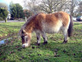 New Forest Pony