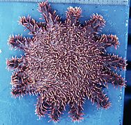 Acanthaster planci "ellisi" from the Gulf of California.