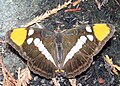 Adelpha bredowii