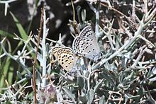 Plebejidea loewii uranicola mating from United Arab Emirates