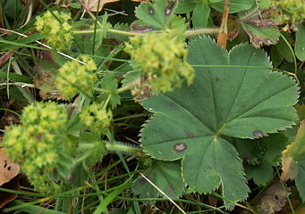 Alchemilla vulgaris