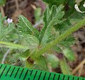 Leaf, and stipule at leaf-stalk base