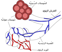 مخطط لحويصلات هوائية، صورة مقطعية ومنظر خارجي.