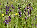 Anacamptis morio Habitat