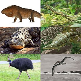 1-й ряд (базальная группа): Erythrosuchus africanus, Euparkeria capensis (эвпаркерия); 2-й ряд (псевдозухии): Crocodylus mindorensis (филиппинский крокодил), этозавр Typothorax coccinarum; 3-й ряд (авеметатарзалии): Casuarius casuarius (шлемоносный казуар), птерозавр Anhanguera piscator