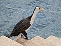 Pied cormorant in an urban setting – the Sydney Opera House