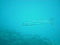 Large barracuda at Marker 32 reef, June 2010