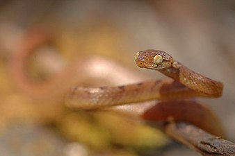 Head