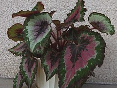 Begonia-rex (híbrido)