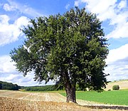 Birnbaum am Lerchenberg