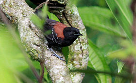 Formigueiro-de-cabeça-negra (Formicivora erythronotos)