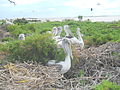 Pélicans bruns