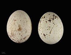 Deux œufs de forme ovoïde, celui de gauche est légèrement tacheté de brun clair, celui de droite légèrement tacheté de brun plus sombre