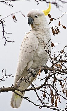 Cockatoo perching on a branch. Its plumage on the top of its head above its eyes is white and it has a horn-coloured beak. The rest of its head, its neck, and most of its front are pink. Its wings and tail are grey.