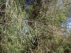 C. columellaris foliage