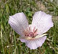 Calochortus striatus