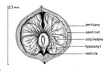 black and white cross-section drawing of a shagbark hickory nut