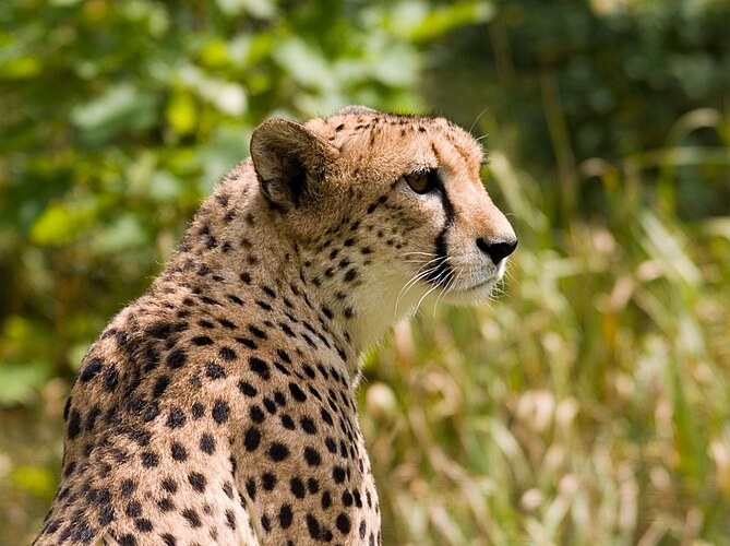 Гепард (Acinonyx jubatus)