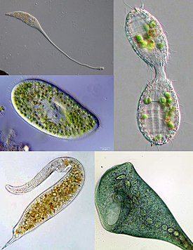 По часовой стрелке от верхнего левого угла: Lacrymaria, Coleps, Stentor, Dileptus, Paramecium