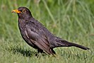 Common blackbird with a grub