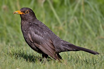 Un merle noir, passereau commun d'Europe, du Maghreb, d'Asie du Sud et de Chine, réputé pour son chant mélodieux. (définition réelle 3 105 × 2 070)