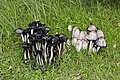 Coprinus comatus