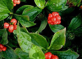 Cornus canadensis