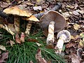 Cortinarius triumphans