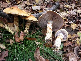 Паутинник триумфальный (Cortinarius triumphans)