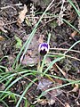 Crocus minimus opening