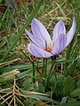 Crocus sativus side-view