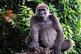 Cross River gorilla