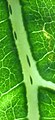 Detail of upper surface of leaf midrib (back-lit), showing distinctive, elongate, green spots