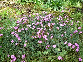 Œillet du granite (Dianthus graniticus)