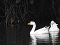 A pair of swan goose–type domestic geese swimming