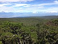 Typical habitat of E. leoncei in Sierra de Bahoruco.