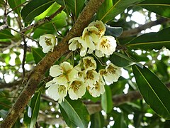 Inflorescence