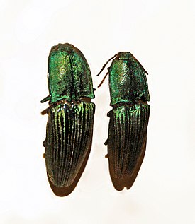 Chalcolepidius virens