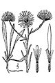 (Erigeron divergens)