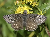 Adult, dorsal view.