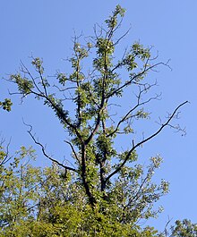 Arbre avec de nombreuses branches dépourvues de feuillage