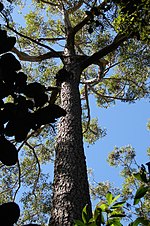 Eucalyptus cloeziana