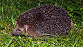 European hedgehog