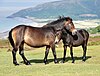 A mare and foal of the Exmoor breed