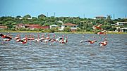 South Caicos Flamingos