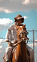 Cavalier du Botswana, sur un cheval réagissant au mors.