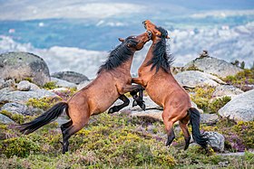 Combat entre deux Garrano dans le parc national de Peneda-Gerês, Portugal.